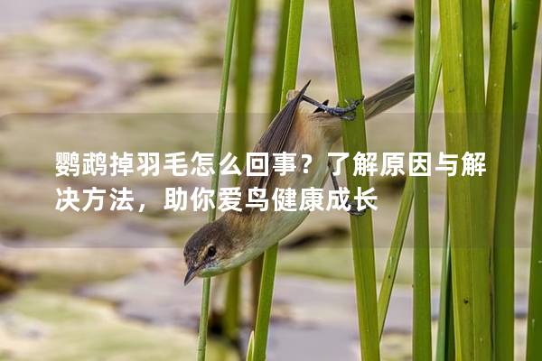 鹦鹉掉羽毛怎么回事？了解原因与解决方法，助你爱鸟健康成长