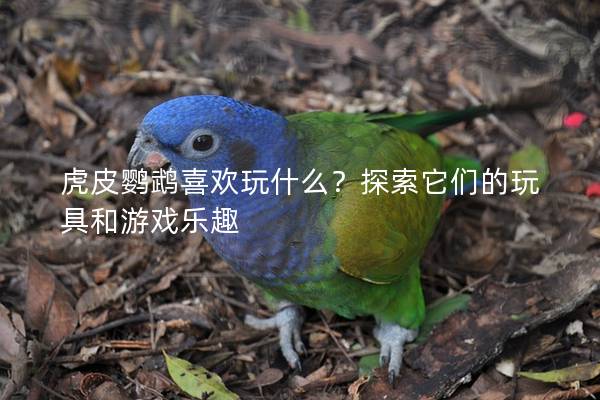 虎皮鹦鹉喜欢玩什么？探索它们的玩具和游戏乐趣