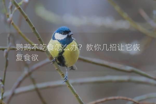 鹦鹉不吃食怎么办？教你几招让它恢复食欲