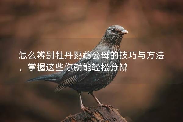 怎么辨别牡丹鹦鹉公母的技巧与方法，掌握这些你就能轻松分辨