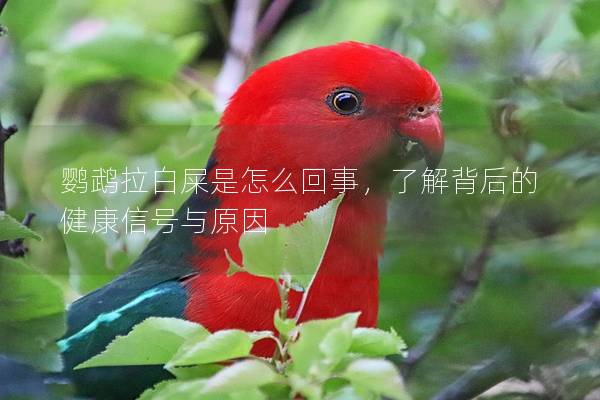 鹦鹉拉白屎是怎么回事，了解背后的健康信号与原因
