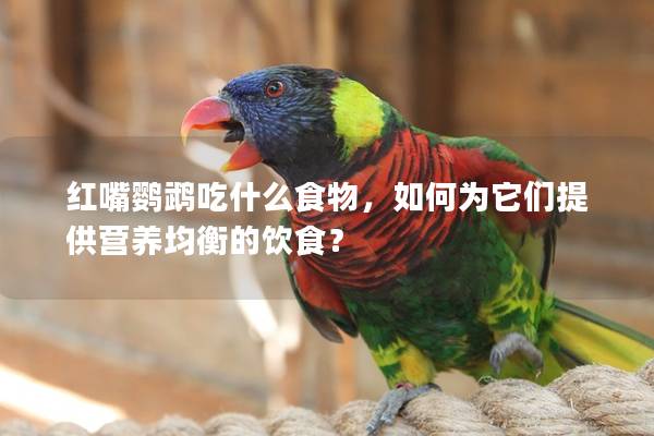 红嘴鹦鹉吃什么食物，如何为它们提供营养均衡的饮食？