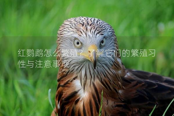 红鹦鹉怎么繁殖？了解它们的繁殖习性与注意事项