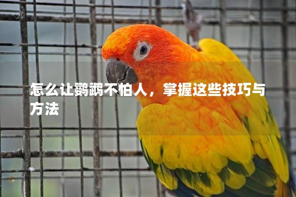 怎么让鹦鹉不怕人，掌握这些技巧与方法