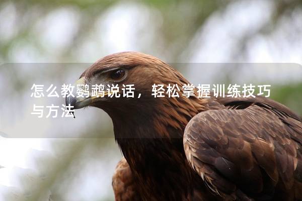 怎么教鹦鹉说话，轻松掌握训练技巧与方法