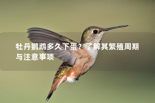 牡丹鹦鹉多久下蛋？了解其繁殖周期与注意事项
