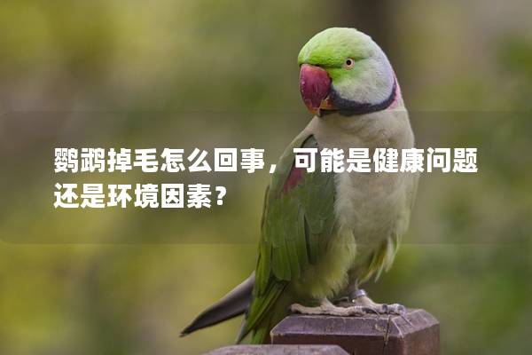 鹦鹉掉毛怎么回事，可能是健康问题还是环境因素？
