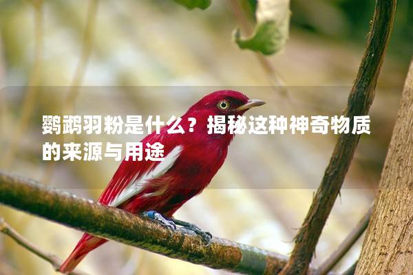 鹦鹉羽粉是什么？揭秘这种神奇物质的来源与用途