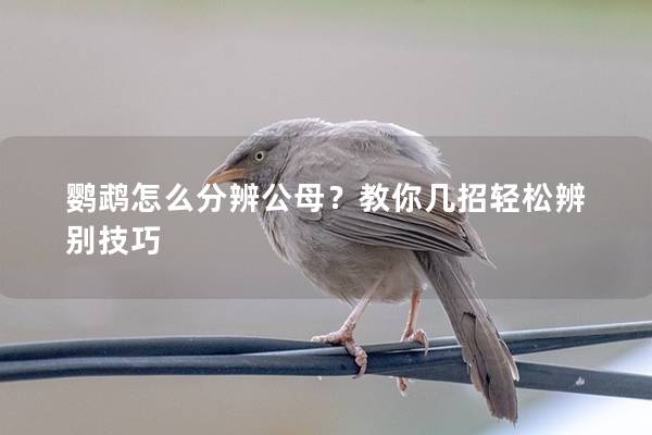 鹦鹉怎么分辨公母？教你几招轻松辨别技巧