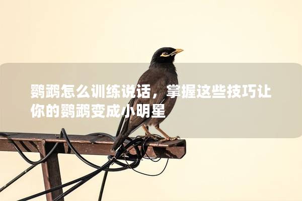 鹦鹉怎么训练说话，掌握这些技巧让你的鹦鹉变成小明星