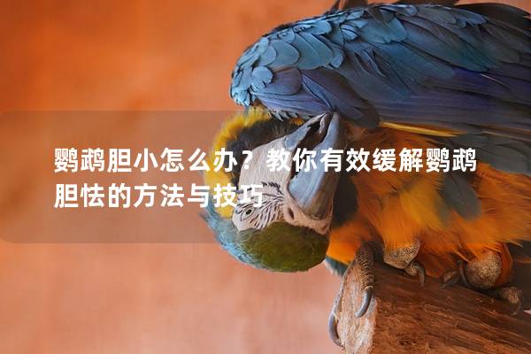 鹦鹉胆小怎么办？教你有效缓解鹦鹉胆怯的方法与技巧