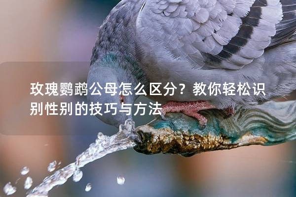玫瑰鹦鹉公母怎么区分？教你轻松识别性别的技巧与方法