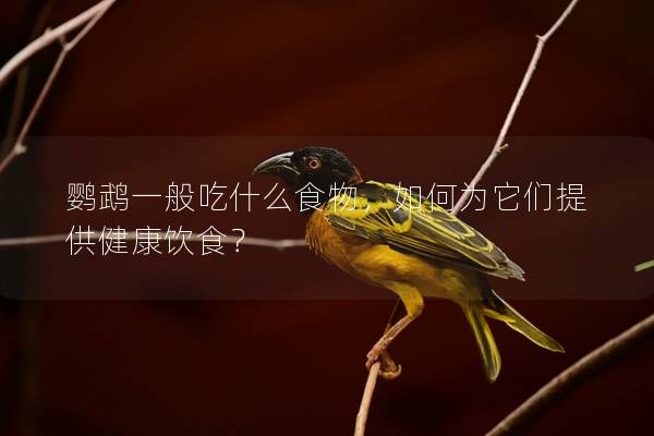 鹦鹉一般吃什么食物，如何为它们提供健康饮食？