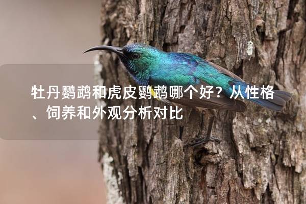 牡丹鹦鹉和虎皮鹦鹉哪个好？从性格、饲养和外观分析对比