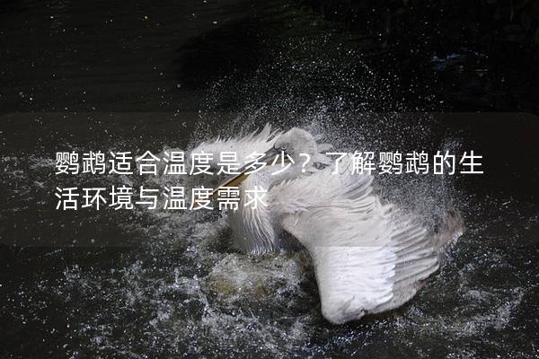 鹦鹉适合温度是多少？了解鹦鹉的生活环境与温度需求