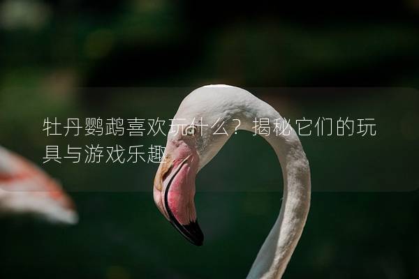 牡丹鹦鹉喜欢玩什么？揭秘它们的玩具与游戏乐趣