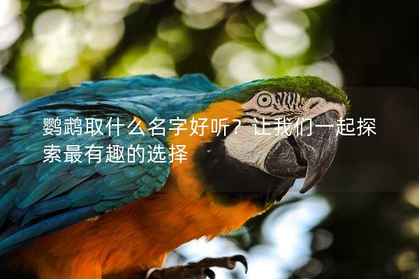 鹦鹉取什么名字好听？让我们一起探索最有趣的选择