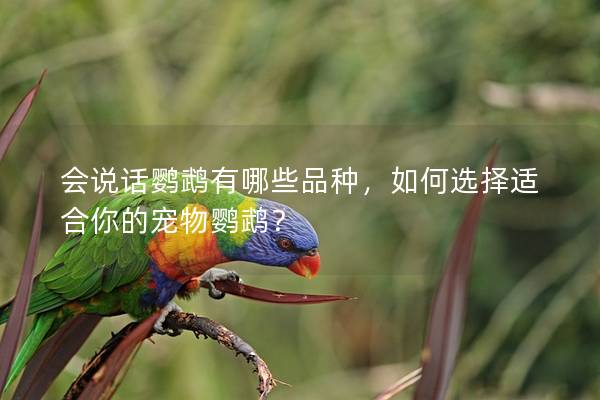 会说话鹦鹉有哪些品种，如何选择适合你的宠物鹦鹉？
