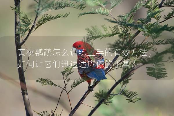 黄桃鹦鹉怎么训练上手的有效方法，如何让它们迅速适应你的手掌？