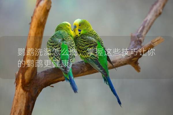 鹦鹉洗澡怎么洗，掌握这些技巧让你的鹦鹉更健康