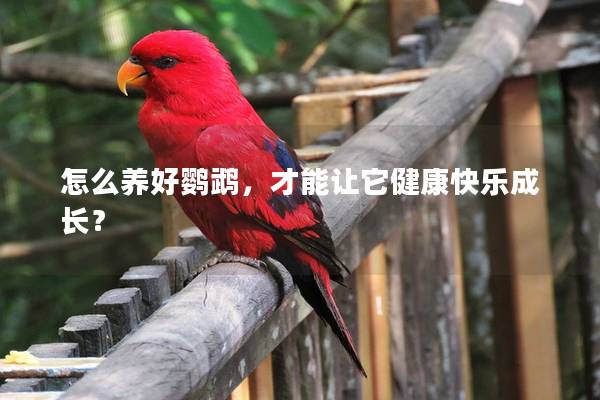 怎么养好鹦鹉，才能让它健康快乐成长？