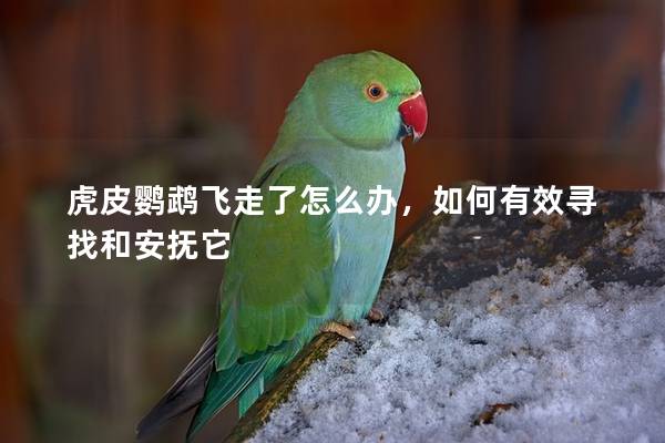 虎皮鹦鹉飞走了怎么办，如何有效寻找和安抚它