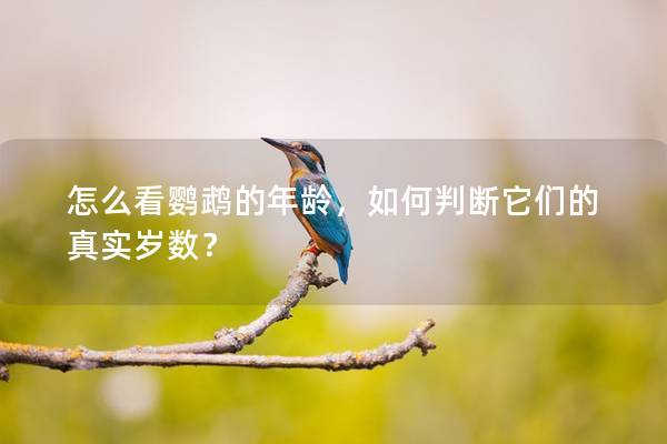 怎么看鹦鹉的年龄，如何判断它们的真实岁数？
