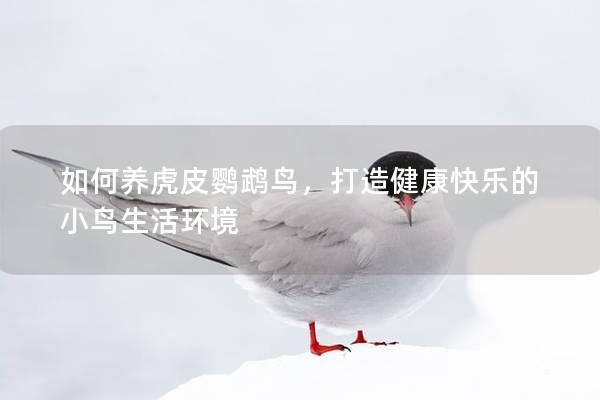 如何养虎皮鹦鹉鸟，打造健康快乐的小鸟生活环境