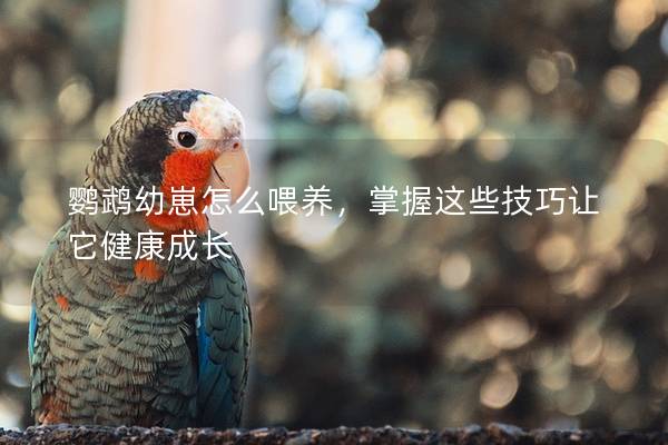 鹦鹉幼崽怎么喂养，掌握这些技巧让它健康成长