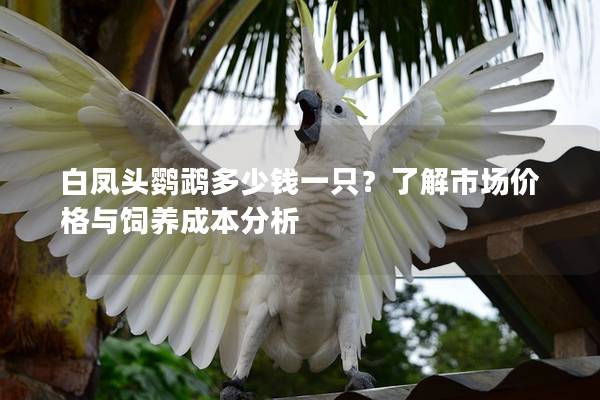 白凤头鹦鹉多少钱一只？了解市场价格与饲养成本分析