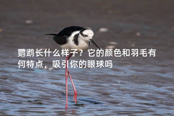 鹦鹉长什么样子？它的颜色和羽毛有何特点，吸引你的眼球吗
