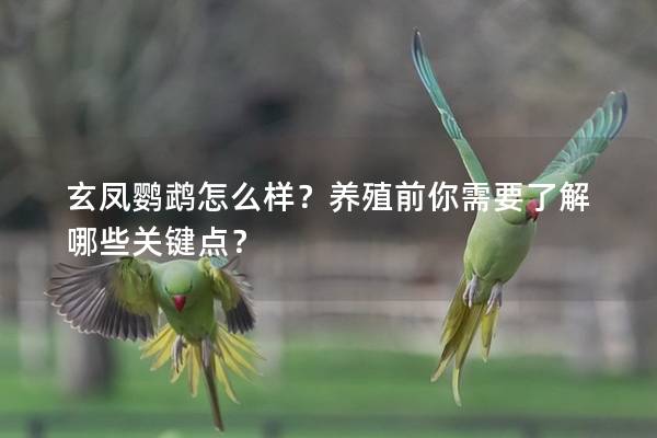 玄凤鹦鹉怎么样？养殖前你需要了解哪些关键点？