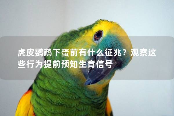 虎皮鹦鹉下蛋前有什么征兆？观察这些行为提前预知生育信号