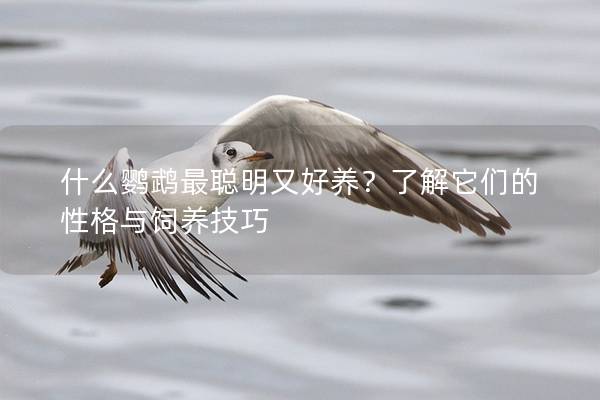 什么鹦鹉最聪明又好养？了解它们的性格与饲养技巧