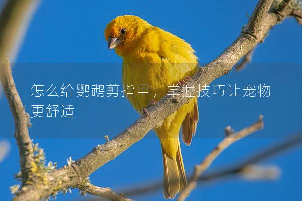 怎么给鹦鹉剪指甲，掌握技巧让宠物更舒适