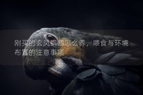 刚买的玄凤鹦鹉怎么养，喂食与环境布置的注意事项