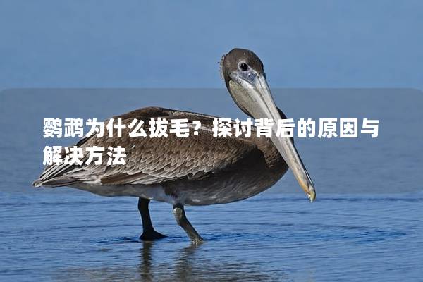 鹦鹉为什么拔毛？探讨背后的原因与解决方法