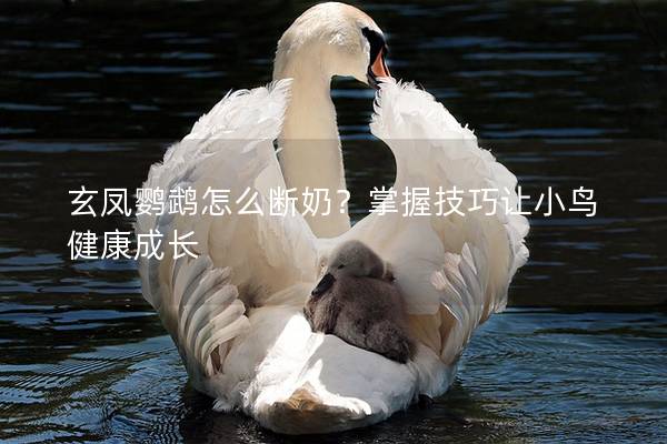 玄凤鹦鹉怎么断奶？掌握技巧让小鸟健康成长