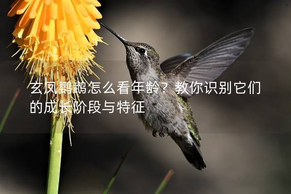 玄凤鹦鹉怎么看年龄？教你识别它们的成长阶段与特征
