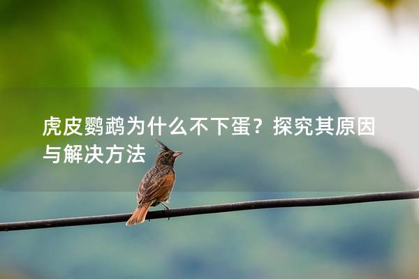 虎皮鹦鹉为什么不下蛋？探究其原因与解决方法