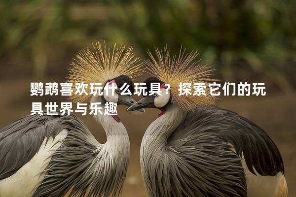 鹦鹉喜欢玩什么玩具？探索它们的玩具世界与乐趣
