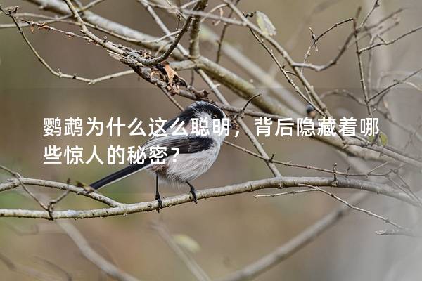 鹦鹉为什么这么聪明，背后隐藏着哪些惊人的秘密？