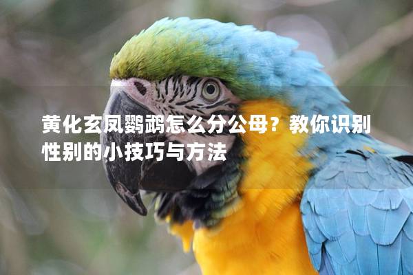 黄化玄凤鹦鹉怎么分公母？教你识别性别的小技巧与方法