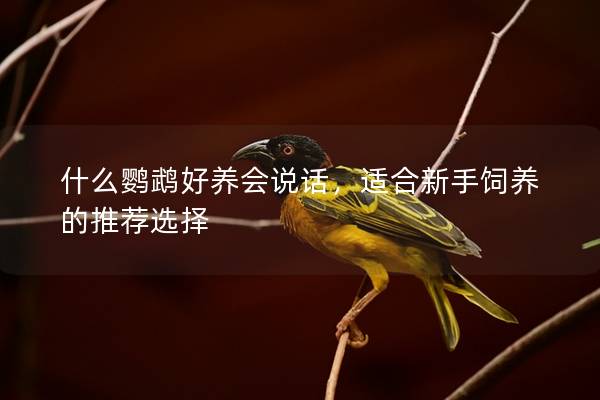 什么鹦鹉好养会说话，适合新手饲养的推荐选择
