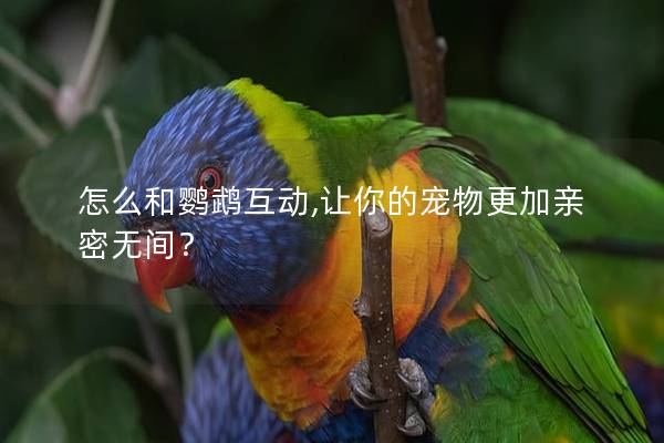 怎么和鹦鹉互动,让你的宠物更加亲密无间？