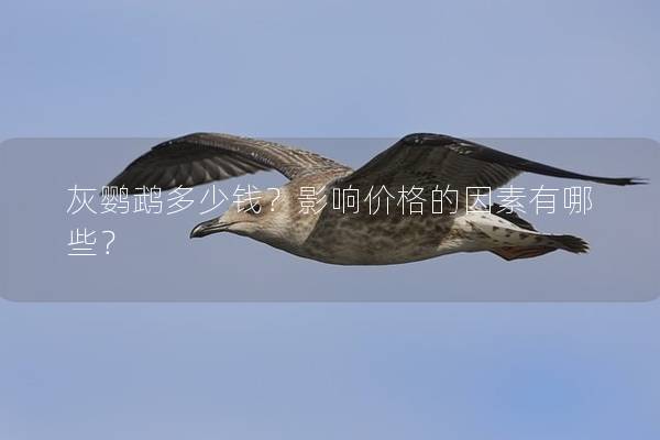 灰鹦鹉多少钱？影响价格的因素有哪些？