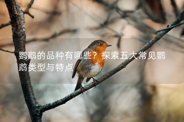 鹦鹉的品种有哪些？探索五大常见鹦鹉类型与特点