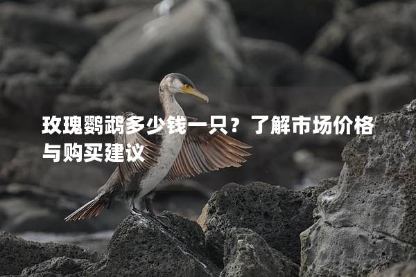 玫瑰鹦鹉多少钱一只？了解市场价格与购买建议