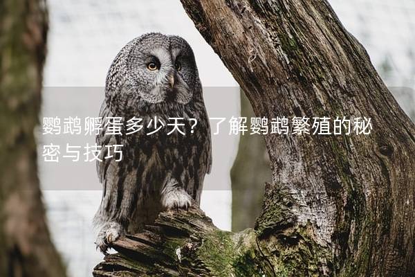 鹦鹉孵蛋多少天？了解鹦鹉繁殖的秘密与技巧