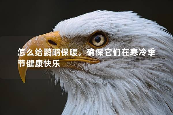 怎么给鹦鹉保暖，确保它们在寒冷季节健康快乐
